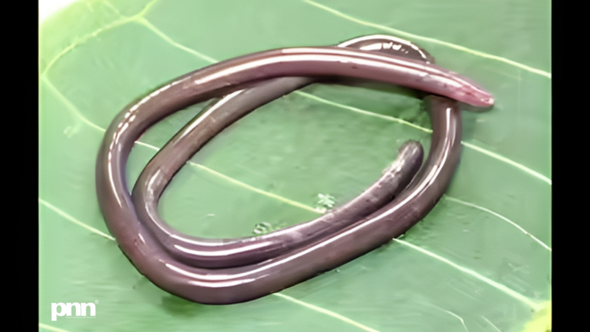 2026 Gegeneophis valmiki Discovery: Rare Amphibian Unearthed in India